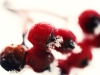 DSC_0146bbvhj