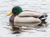 DSC_4171-NEF_DxO_DeepPRIMEXD