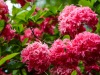 DSC_0106-001